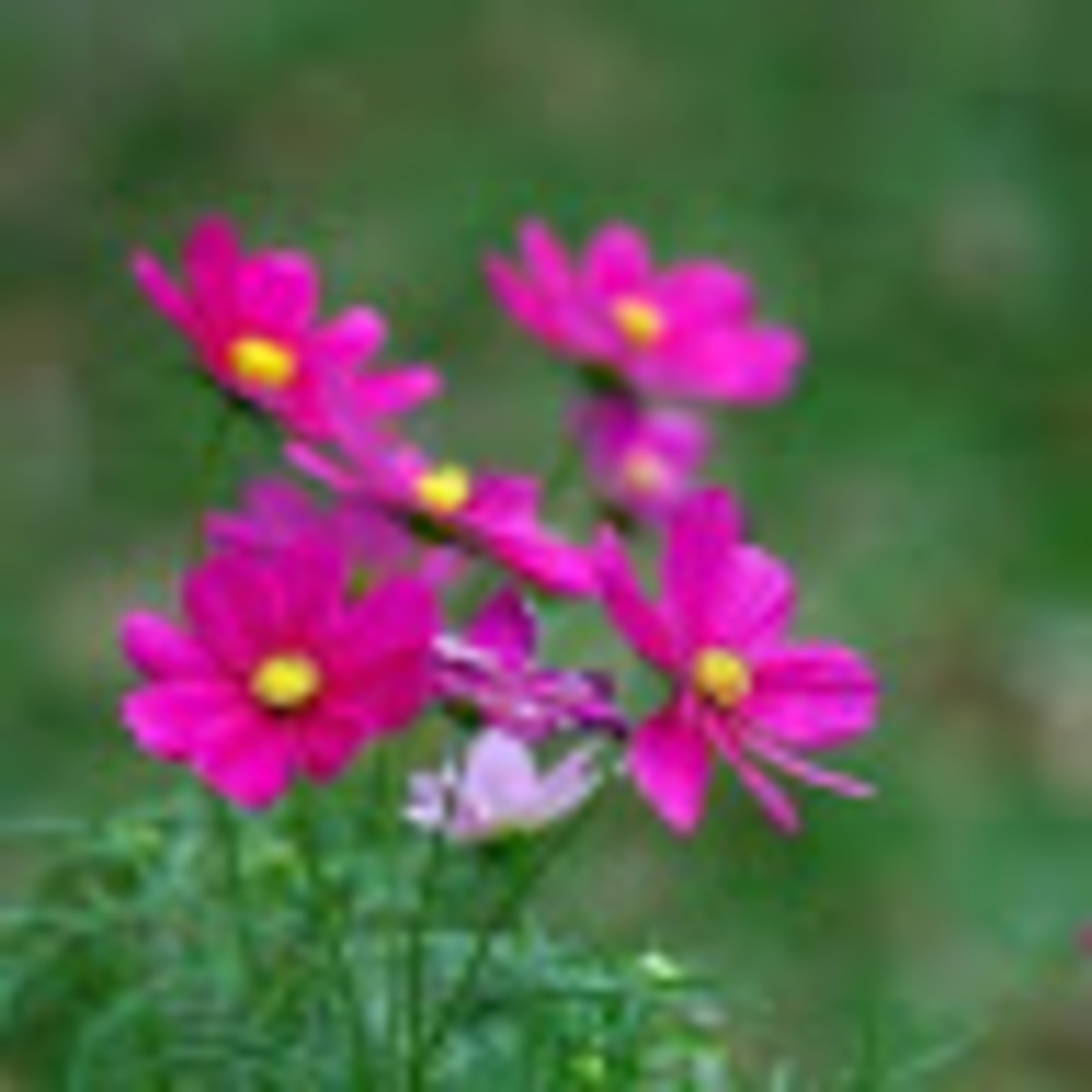 Meet your Posher, Arciniega